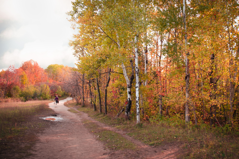 Sendero entre árboles en otoño, evocando un camino de introspección